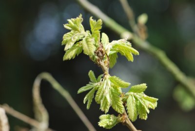Quercus cerris - dub slovenský (cer) - jarní výhonky